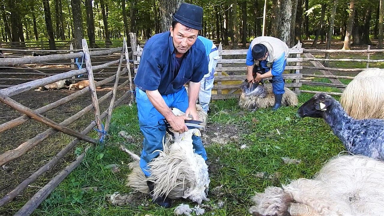 TUNSUL OILOR LA FOARFECA, LA STANA LUI MARIN CHIOJDEANU.
