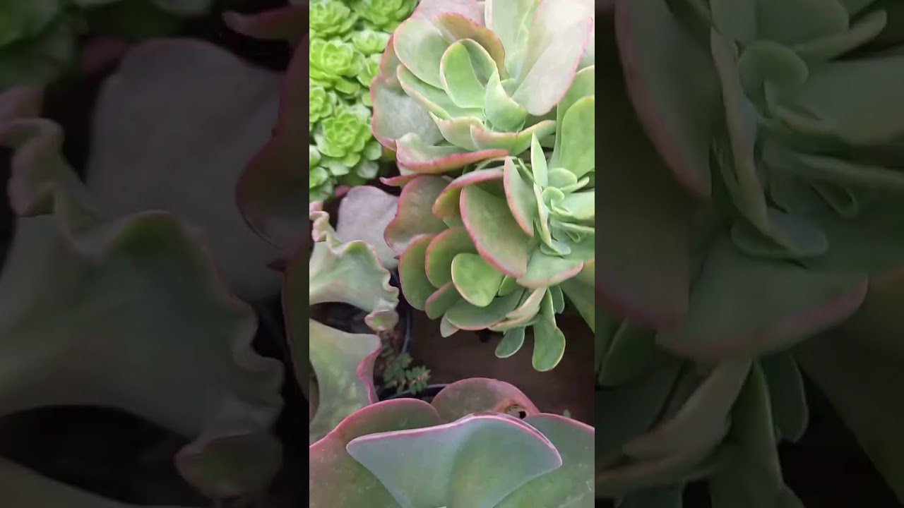 Gibifloras 😱😱pela primeira vez no meu cultivo são lindas #plantas #suculentas #jardim #viraliza 