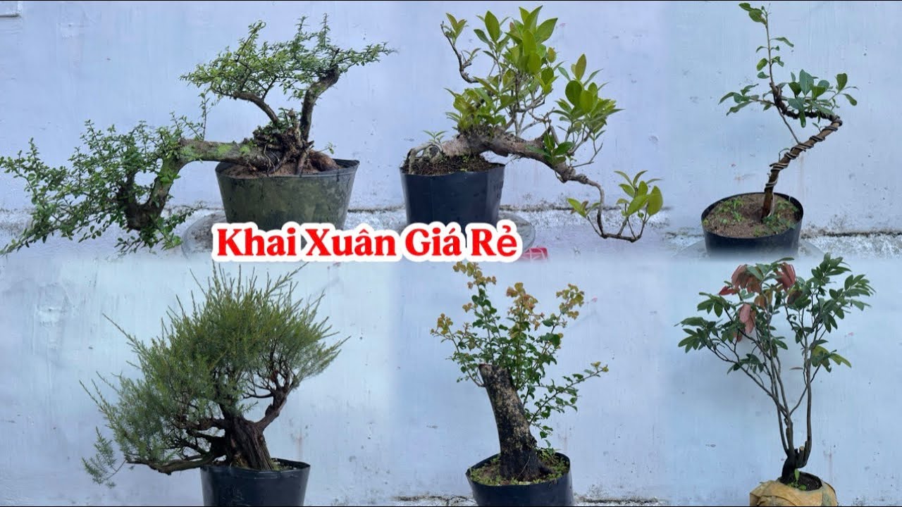 23/02/2026. {Khai Xuân Đầu Năm} GIAO LƯU LÔ CÂY CẢNH THUẦN CHẬU GIÁ RẺ