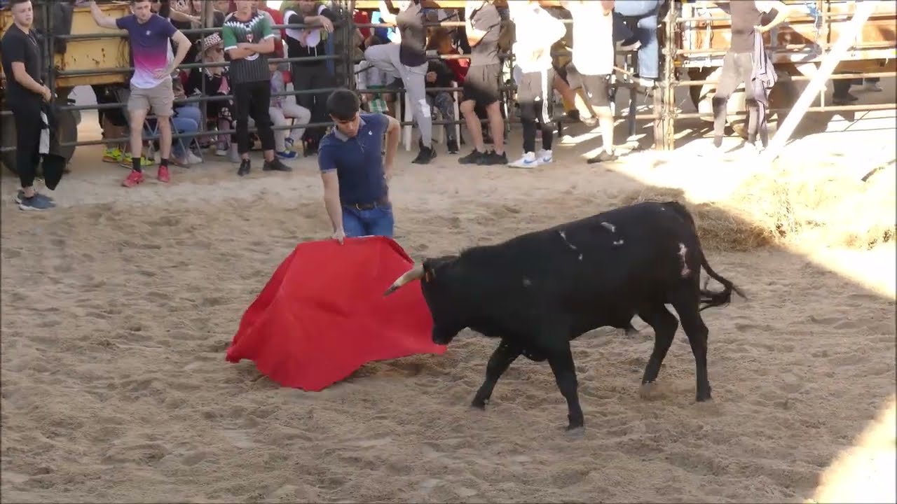 En las Fiestas de San Miguel de Tejeda de Tiétar CAPEA DE VAQUILLA Y NOVILLO AL ESTILO DE LA VERA