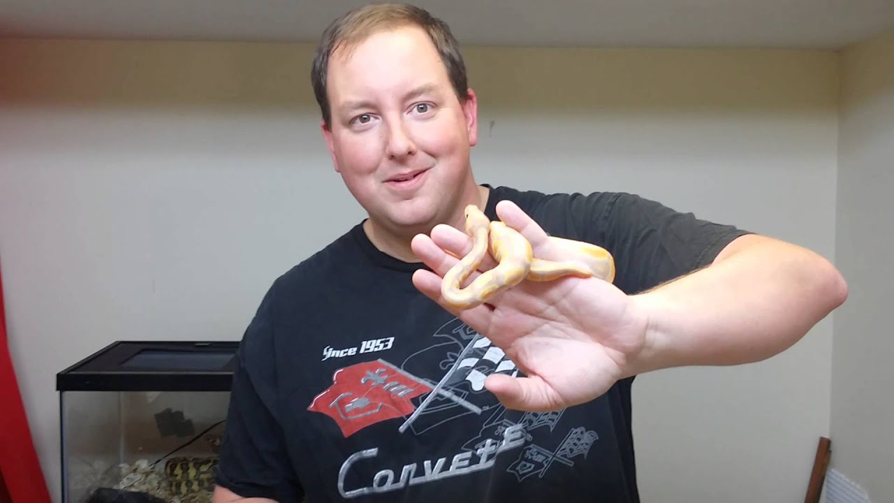 Ball python morphs episode #13 banana / coral glow