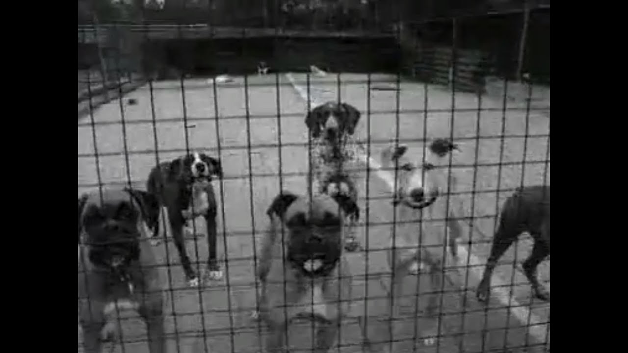 Hondenkennels in vakantietijd (1978)