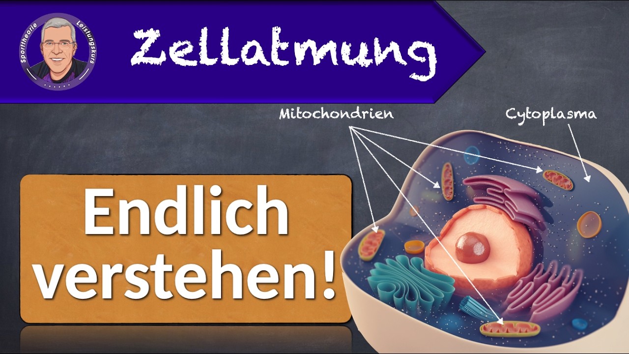 Zellatmung - einfach erklärt!