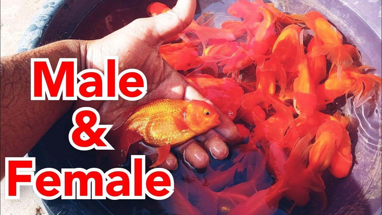 How to identify Male and Female Goldfish// কিভাবে গোল্ডফিশ মাছের ছেলে মেয়ে চেনা যায়???