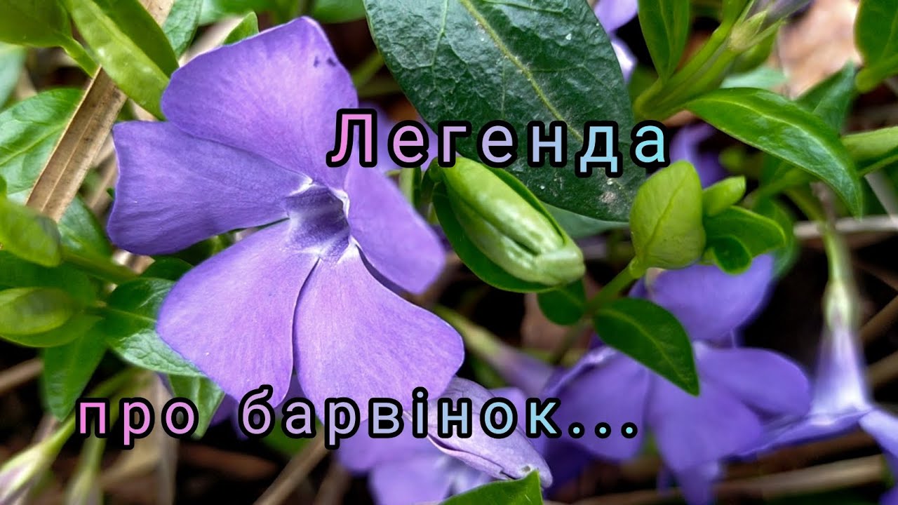 Легенда про барвінок...