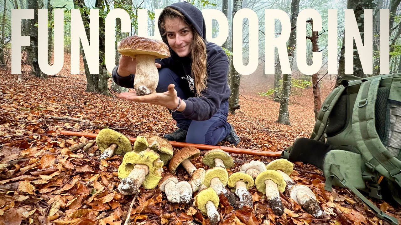 Funghi porcini - 100 PORCINI con la REGINA DEI BOLETUS | Funghi porcini 2023