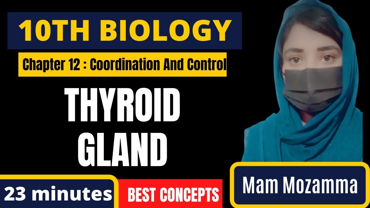 Thyroid Gland | 10 Class Biology | Chapter 12 | Coordination and Control | Haytham Academy