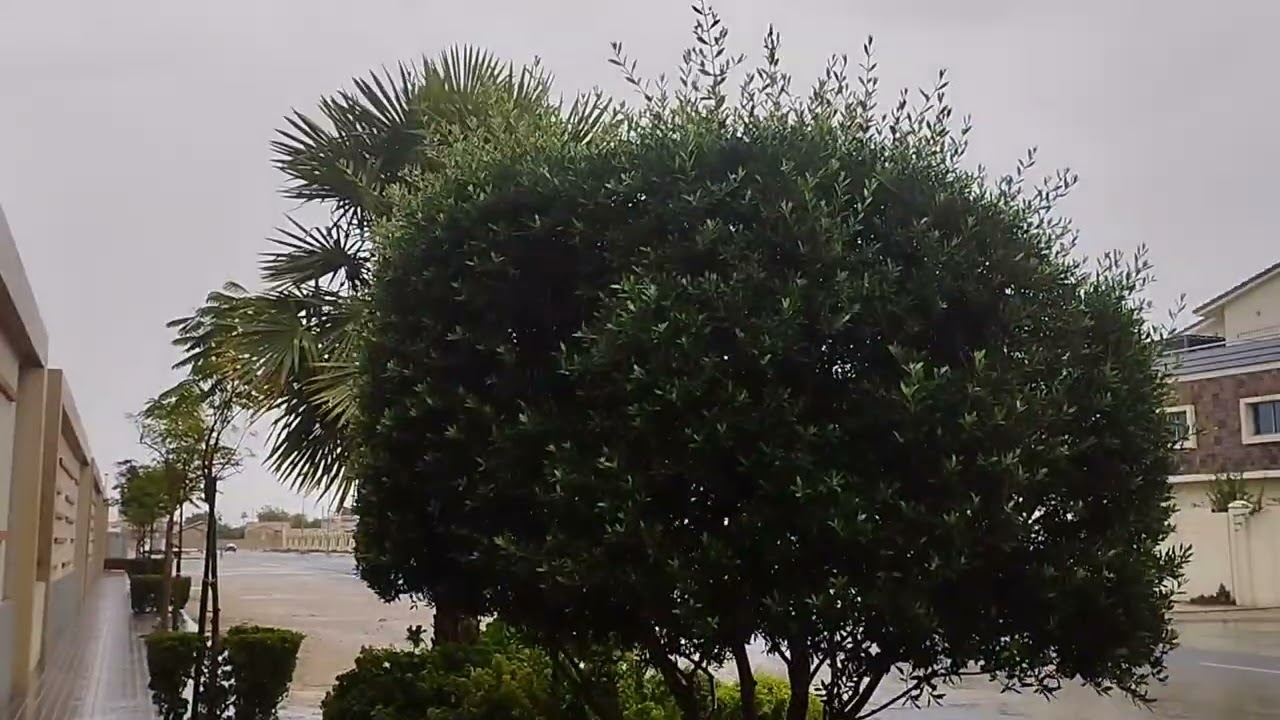 Дождливый день в Катаре / Звуки дождя ☔☔🌧️