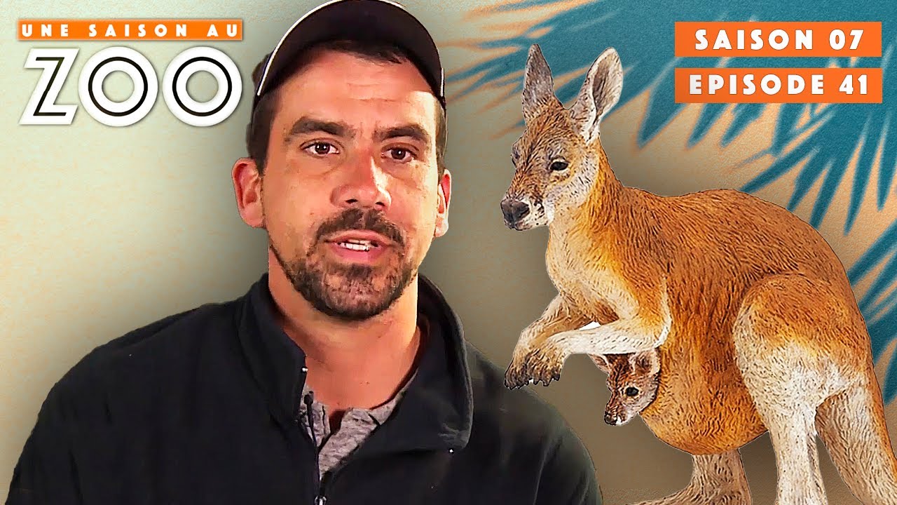 Grosse Intervention pour les Kangourous et les Wallabys | S07EP41 | Intégrale | Une saison au zoo