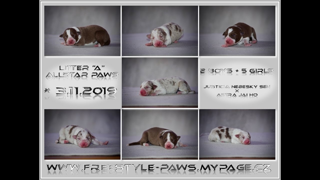 :: Justy X Jai :: Litter - 0-3 Weeks! ♡