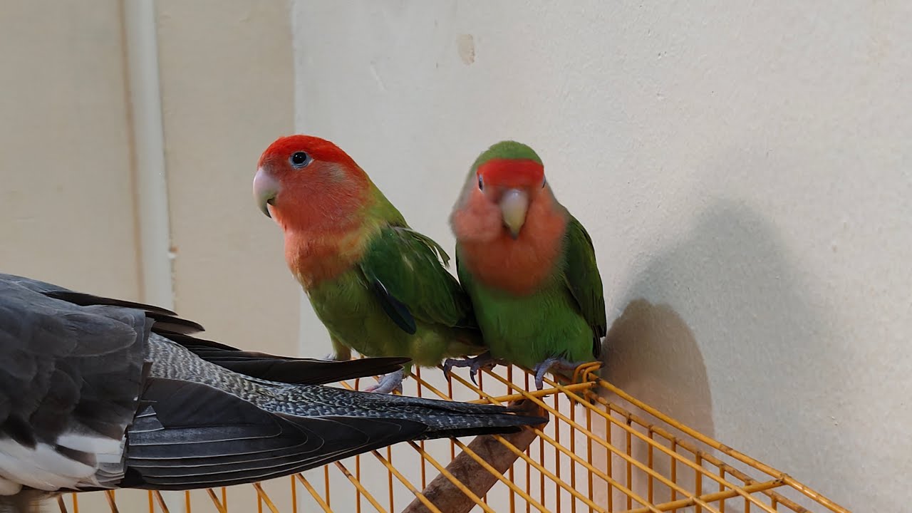 African love birds are live 🐦❤️ 