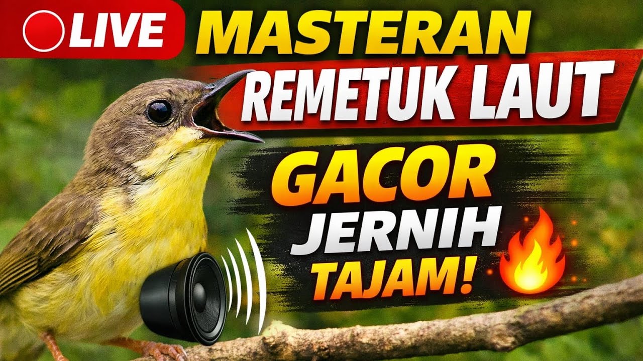 🔴 LIVE MASTERAN REMETUK LAUT GACOR | Siulan Jernih Tajam Pancing Bunyi Cepat
