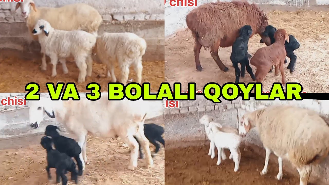 Umidjon akamizdan yangi partiya egizchi 2 va 3 bolali qoylar 29 января 2026 г.