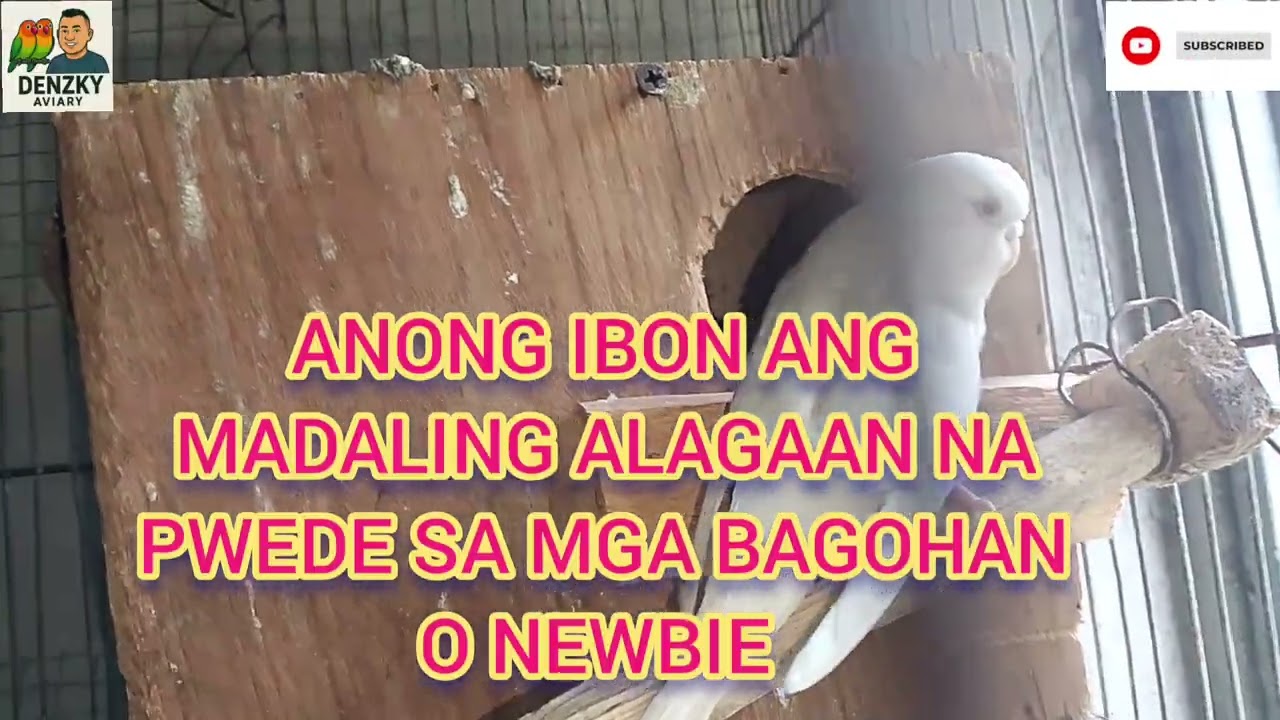 ANO NGABANG IBON ANG MADALING ALAGAAN AT MABILIS PADAMIHIN DENZKY AVIARY 