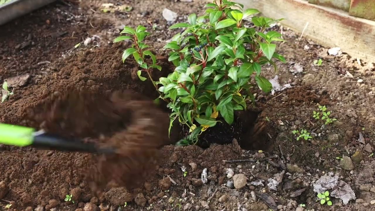 Grumpy Gardener Culti-Max Weeder