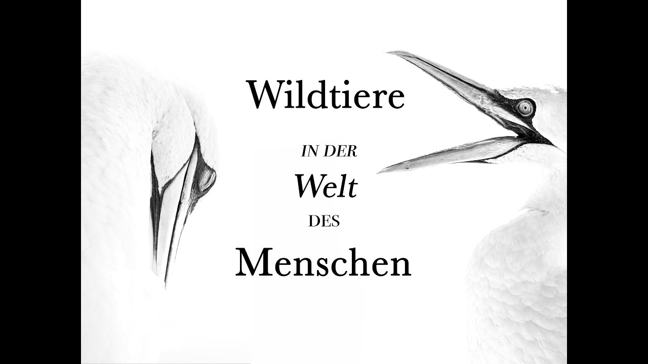 Wildtiere in der Welt des Menschen, 4K UHD