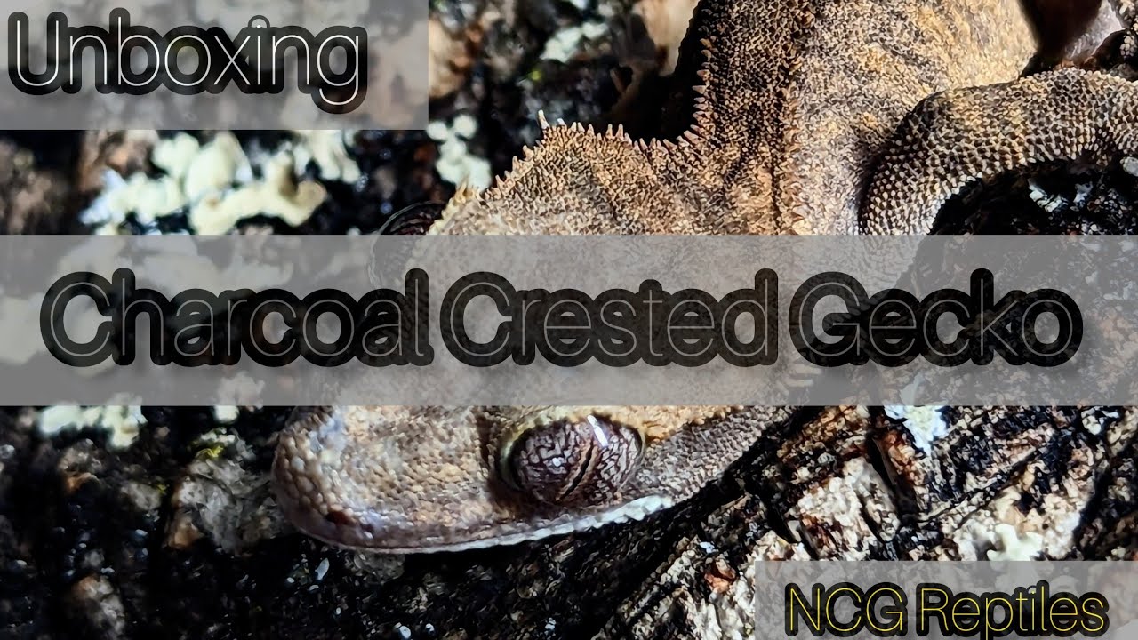 Unboxing of...Baby Phantom Charcoal Crested Gecko