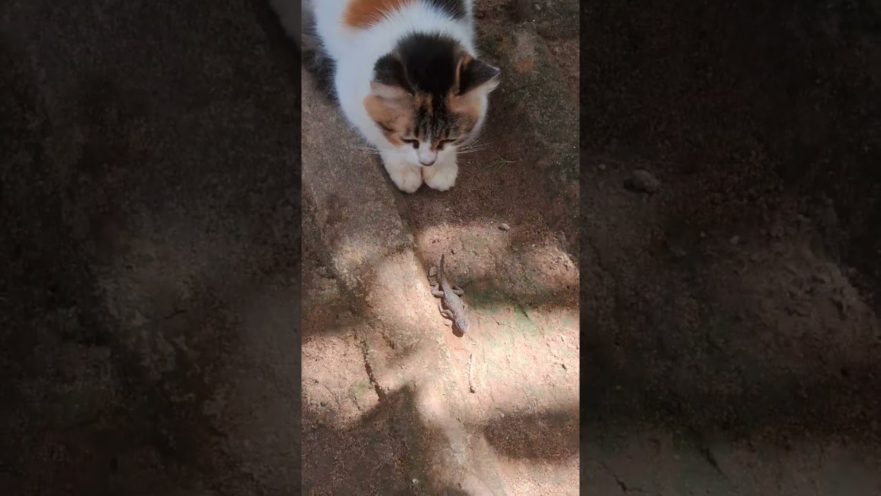 não pega o meu brinquedo 