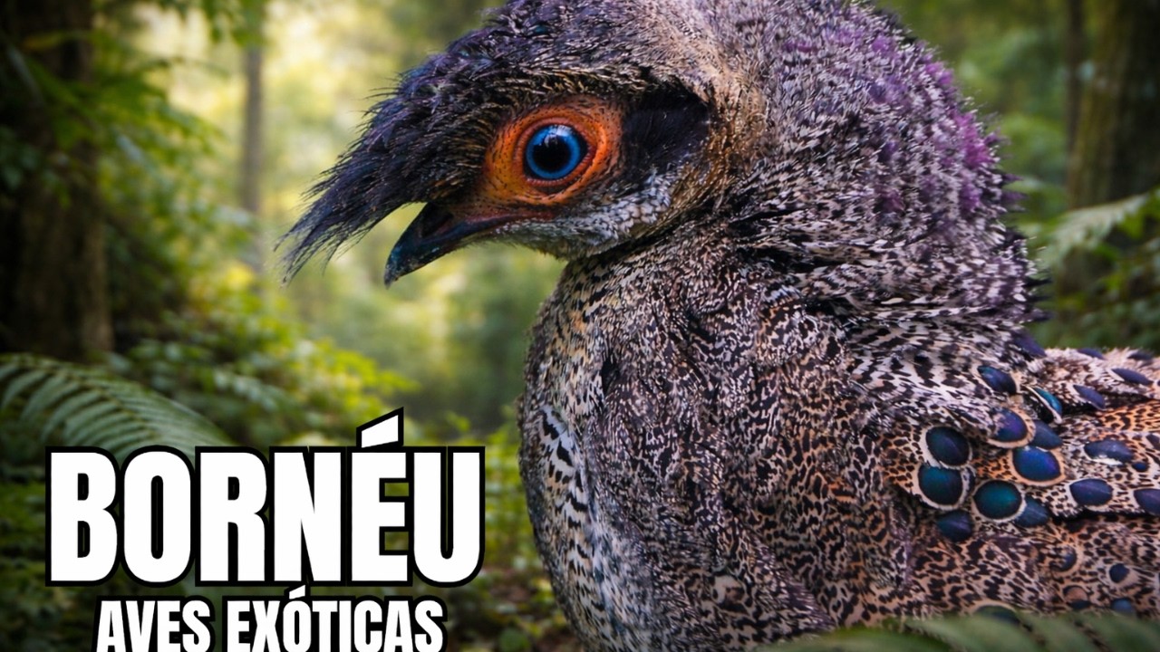 AVES EX&Oacute;TICAS DE BORN&Eacute;U | Beleza e Mist&eacute;rio na Floresta Tropical