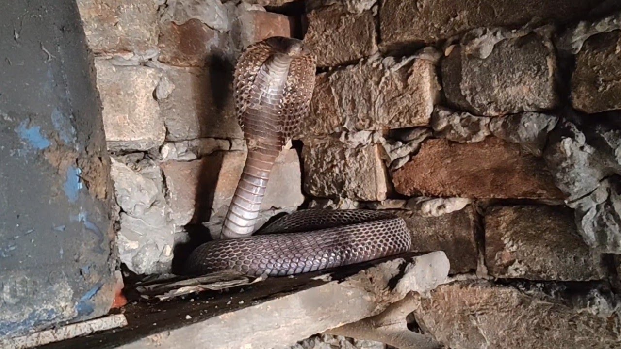 नाग (Spectacled Cobra) भारत का प्रसिद्ध ज़हरीला साँप है भारत के सबसे प्रसिद्ध और महत्वपूर्ण साँपों m