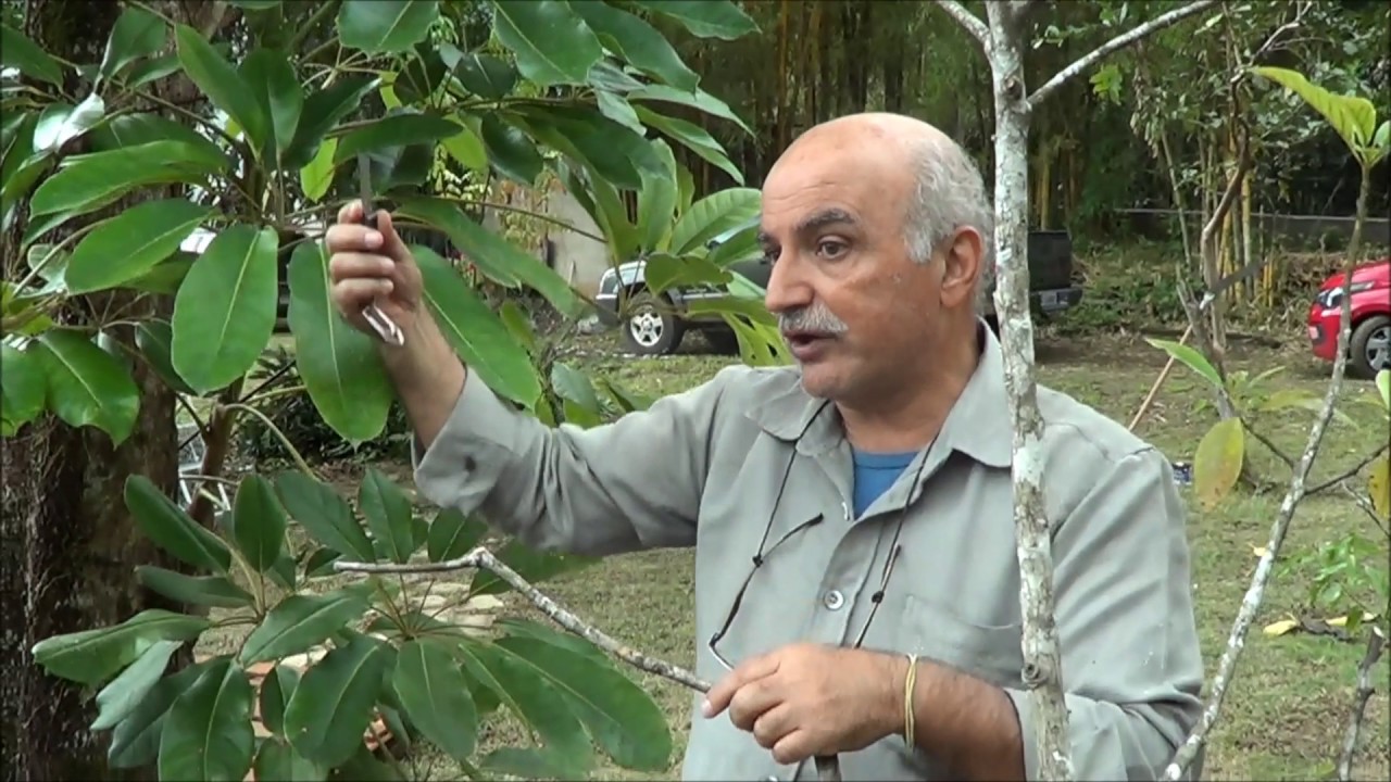 571 ) – PODA DO AVOCADO EM ITARIRI – SP    1148a