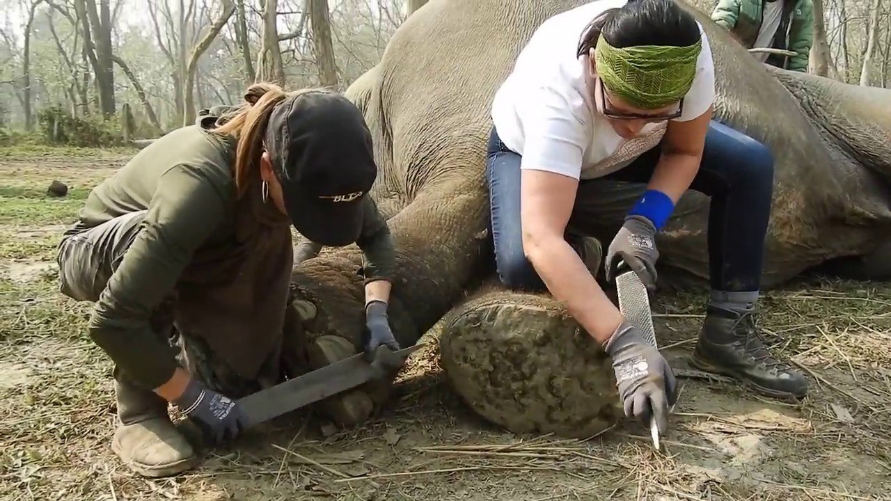 Elephant Pedicure Instruction in Nepal - Elephant Aid International