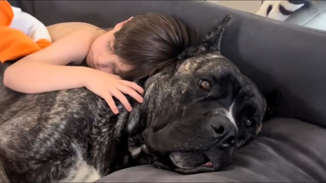 Alle fürchteten diesen 68 Kilo Cane Corso – Bis sie ihn friedlich mit seinem Jungen schlafen sahen