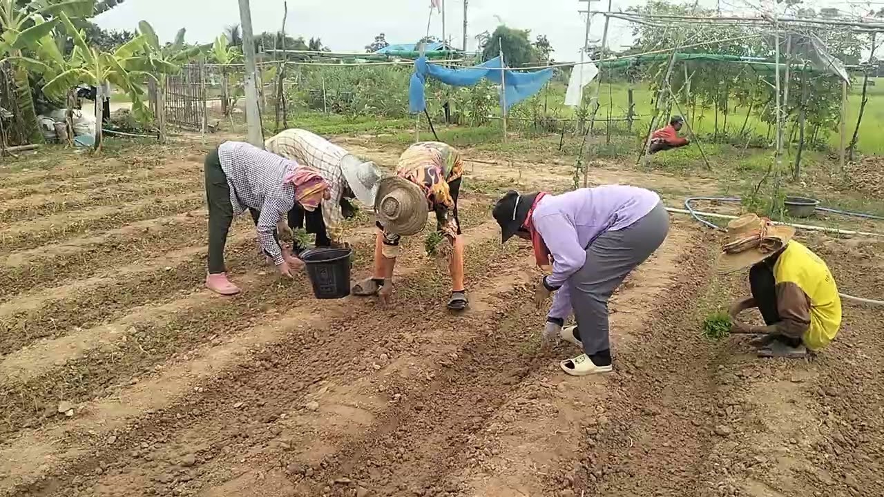 ปลูกพริกหนุ่มเขียวของสวนพี่น้องชาวสวน#บ่าวต้นคนไทบ้าน #บ่าวร้อยเอ็ด #ผู้บ่าวรอปอภอ