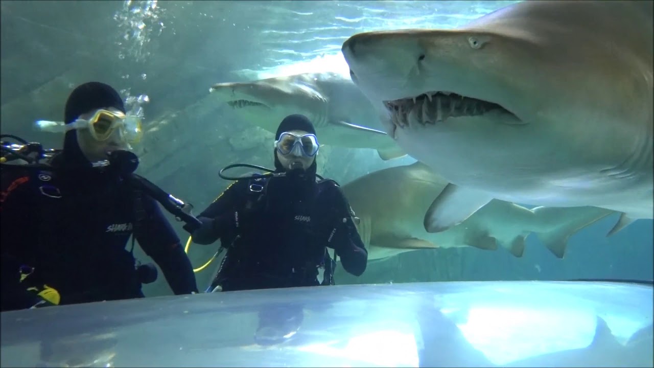 Shark Dive Xtreme | SEA LIFE Sydney Aquarium