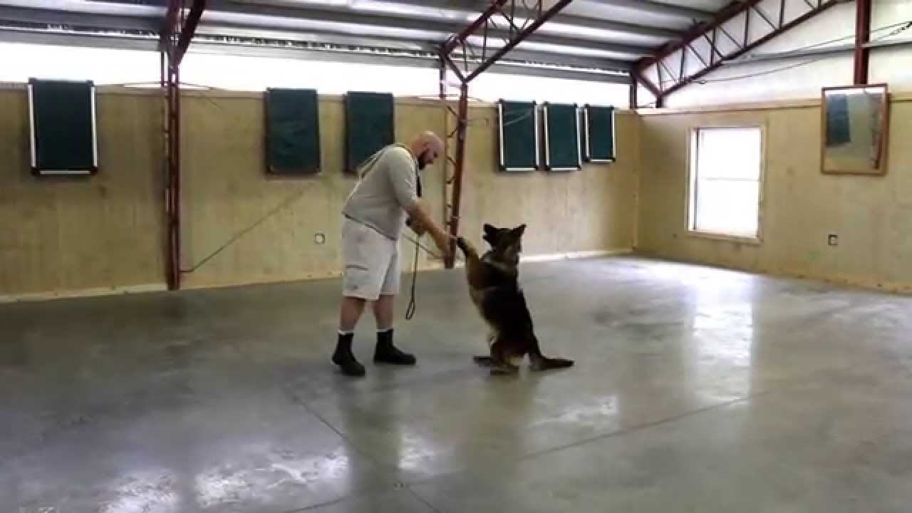 Josie German Shepherd trained Obedience Demo