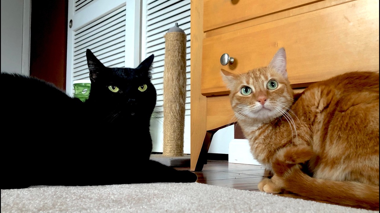 Semi-Blind Cat Kwazi Joins the Fun! Two Cats Play🐾