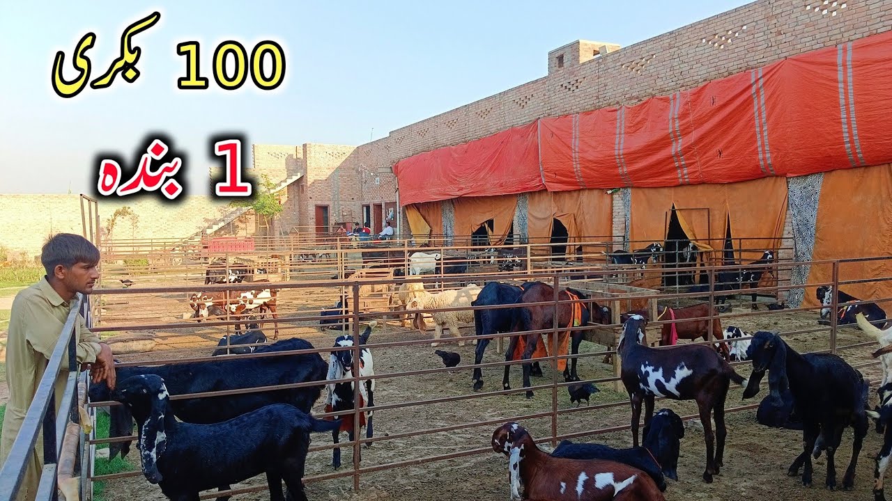 100 Goat's Farm In Kameer - Goat Farming Buisness