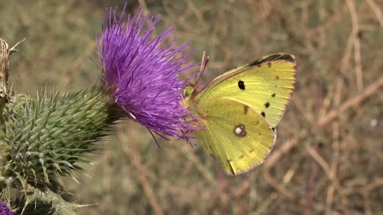 Syr Darya bank biotope, Kazakhstan, Turkistan Region. Colias, Hemilepistus, Phylloscopus 20.10.2017