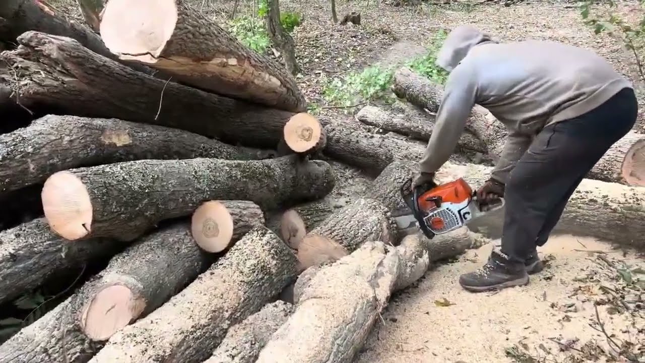 Professional Chainsaw Logging with Stihl MS 462 and MS 361