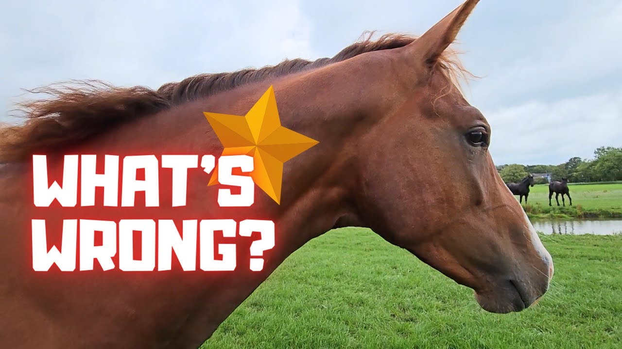 It's very wrong with Rising Star⭐? Very sad and bad...😢 | Friesian Horses