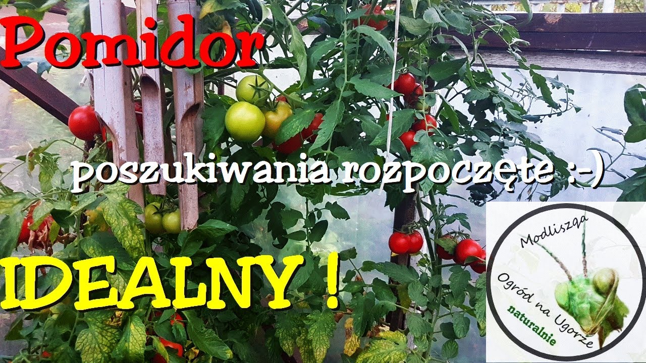 Pomidor IDEALNY-odc.1