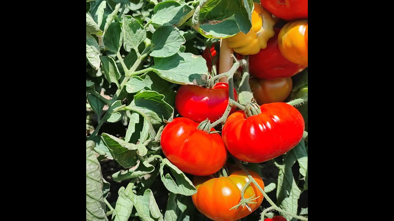 Pomodoro Marmyto, il marmande più produttivo e resistente
