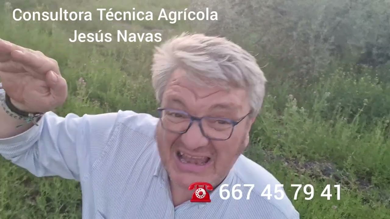 Algodoncillo Olivar y Tratamiento