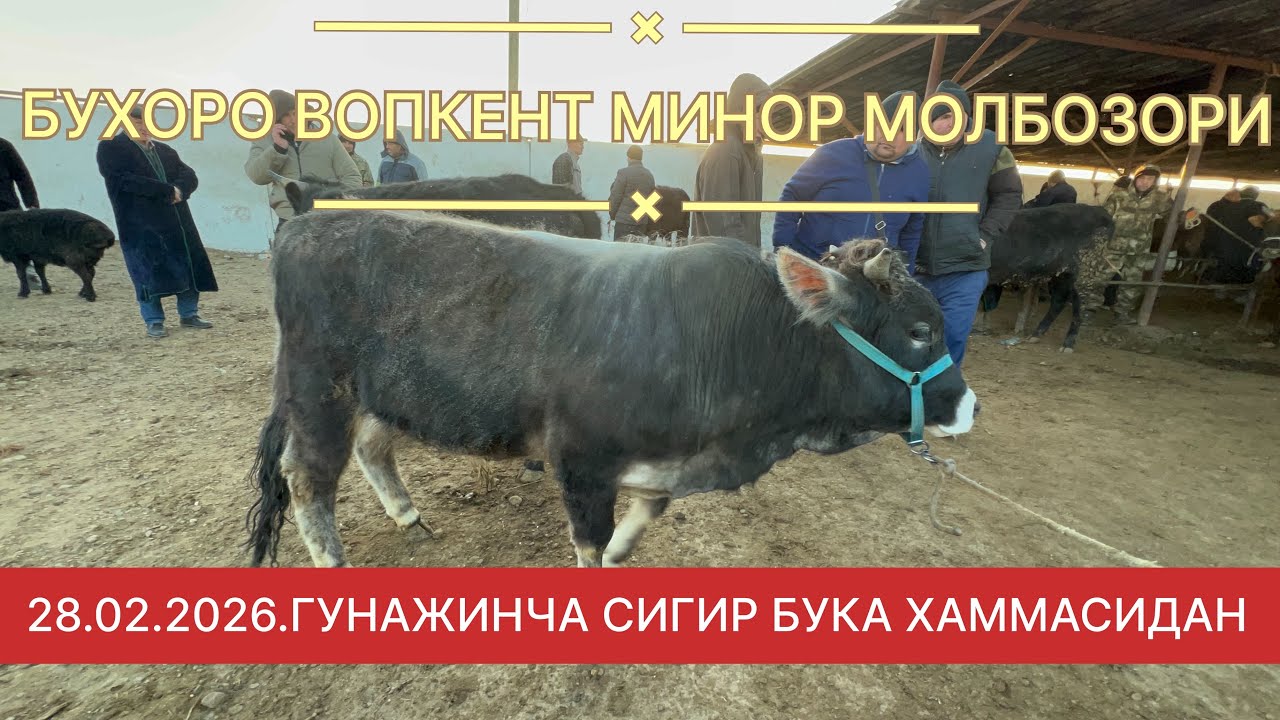 28.02.2026.ВОБКЕНТ МИНОР МОЛБОЗОРИ КАТТА МОЛЛАР ХАММАСИНИ ОБЗОР КИЛДИК
