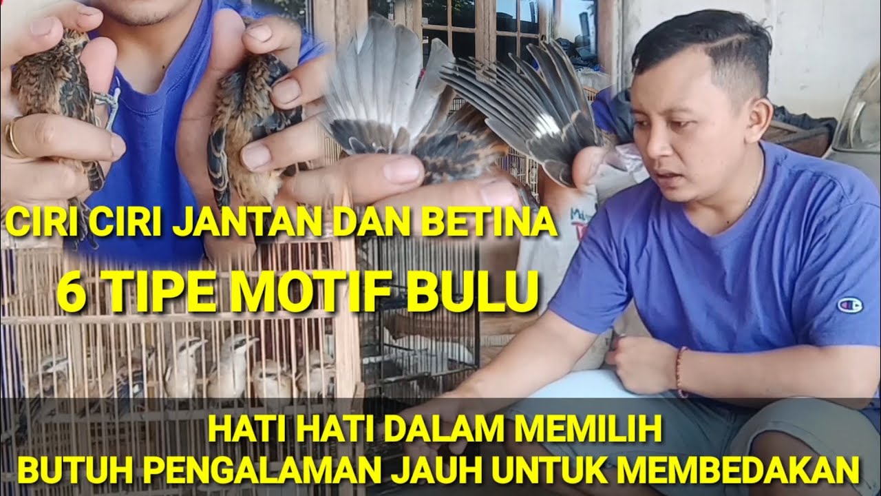CIRI CIRI CENDET JANTAN DAN BETINA DARI 6 MOTIF BULU