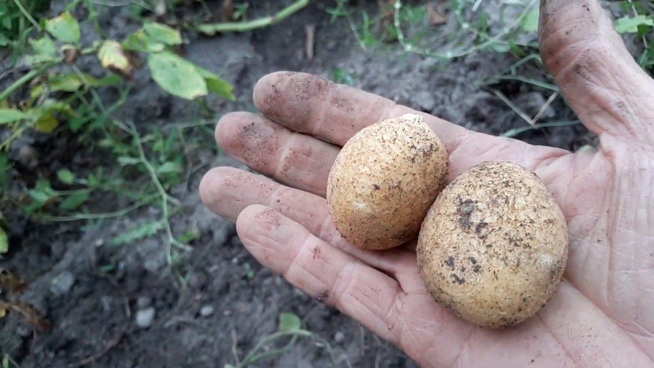 Are these potatoes worth growing - Will We Plant it Again? German Butterball