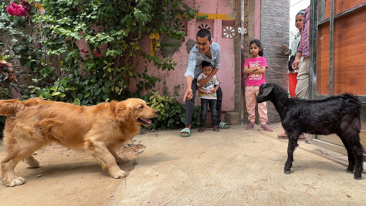 Panda aur bakra ka khatarnaak ladai😱