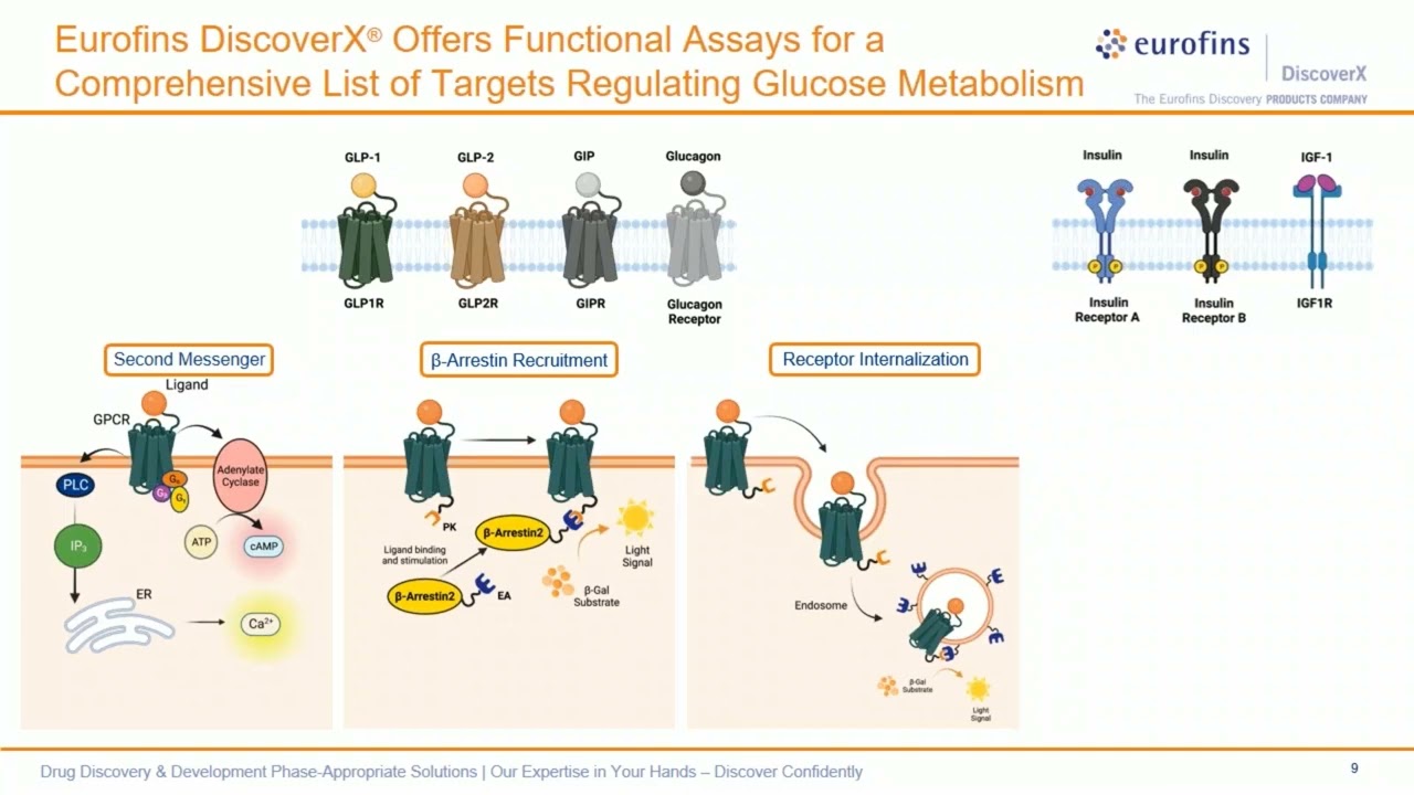 Webinar - Validated Bioassays for Accelerating GLP 1 &  -2 Therapeutics