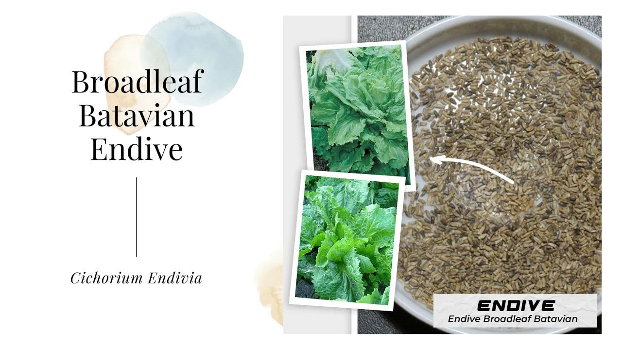 Broadleaf Batavian Endive Belgian Escarole Chicory Cichorium Endivia Organic Heirloom Non GMO Seeds