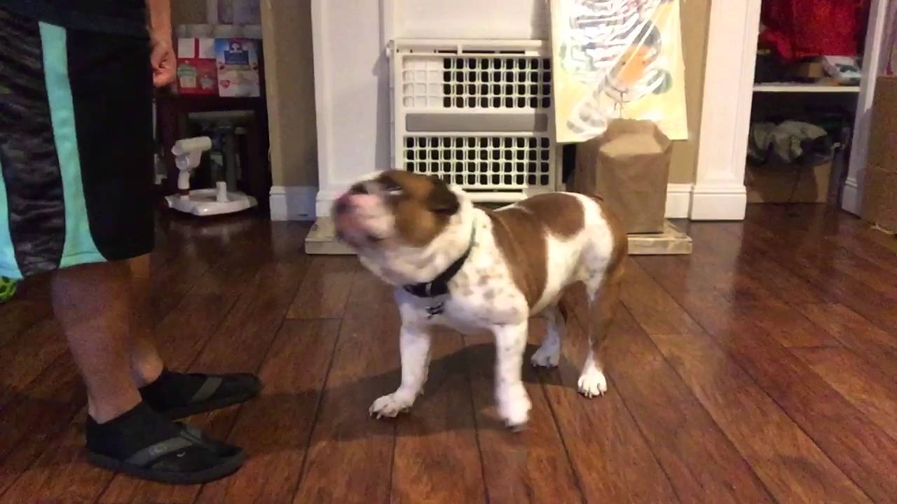 English Bulldog Obedience Training