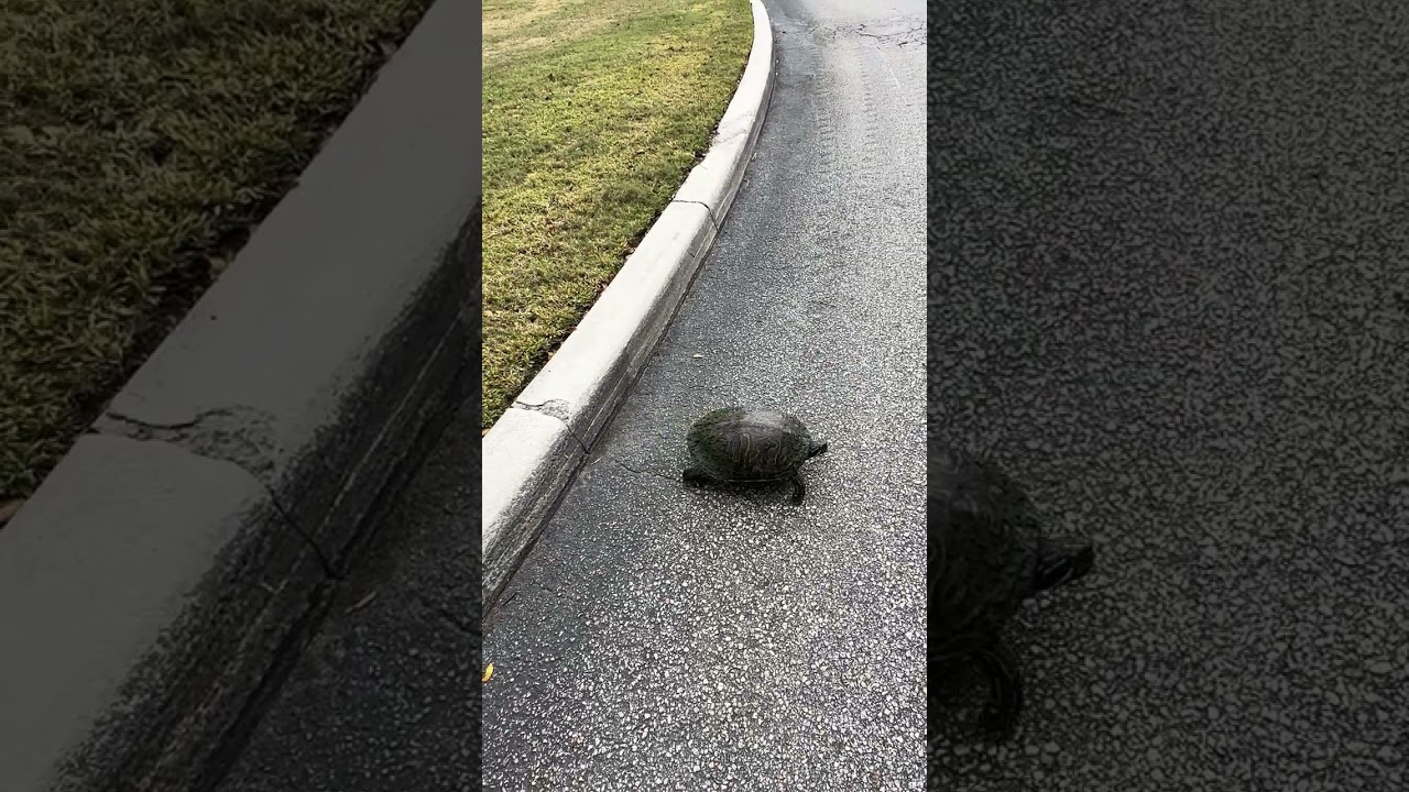 Turtle rescued from the road.