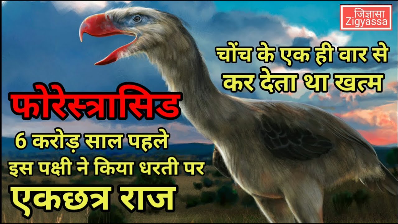 धरती पर करोड़ों साल राज करने वाला पक्षी फोरेस्त्रासिड