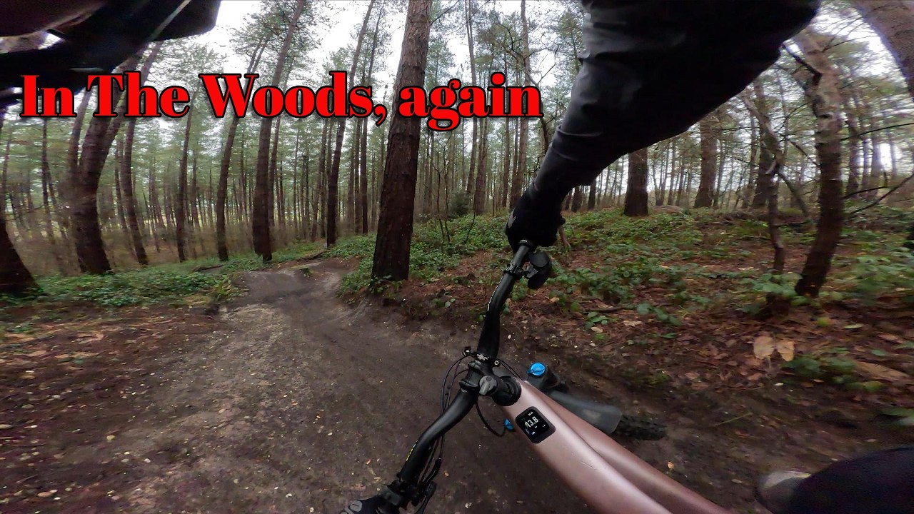 In the Woods, again