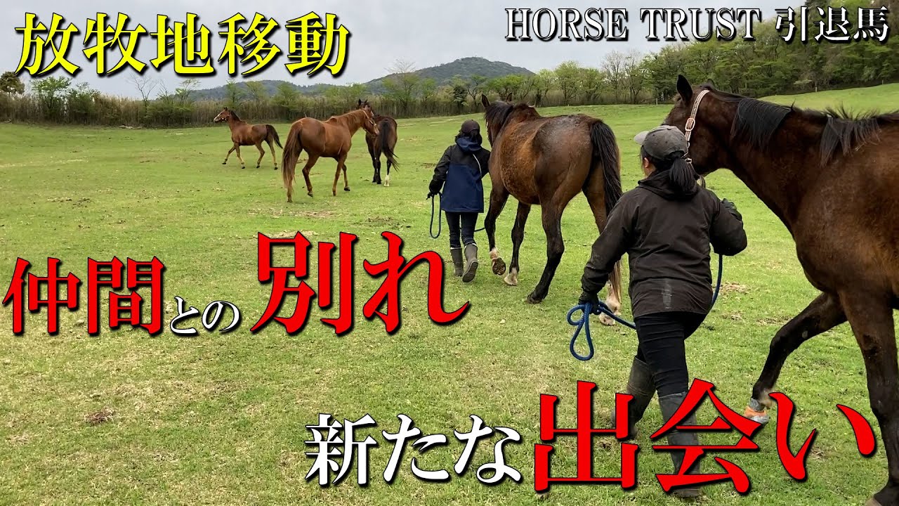 【ホーストラスト】仲間との別れ　新しい出会い【引退馬】