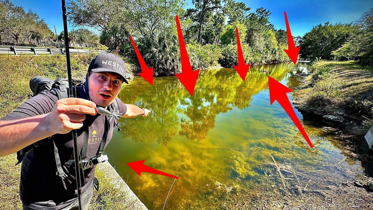 In DIESEM Abwasserkanal leben INVASIVE SCHLANGEN-FISCHE !